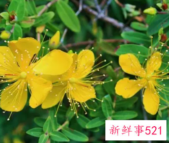 连翘的功效与作用的功能与主治