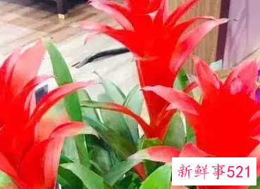 属龙的家里摆什么招财