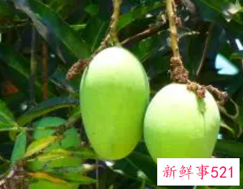 梦见青芒果挂在树上