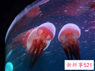 适合室内养的50种动物便宜