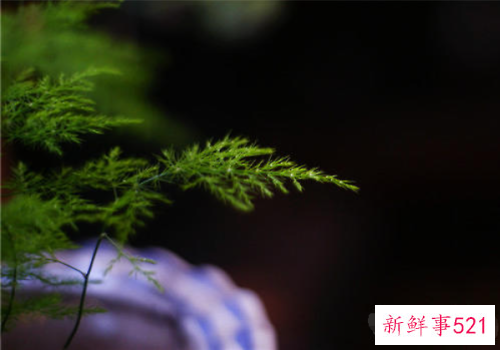 文竹的特点及饲养关键