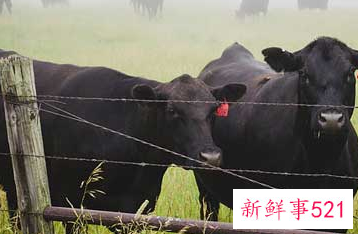 怀孕梦见黑牛是什么意思