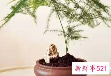 哪种花辟邪和招财