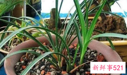 松树皮种兰花的方法