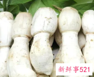鸡腿菇和杏鲍菇的营养价值