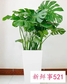 客厅旺财的绿植有哪几种