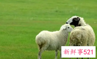 羊人微信名字四个字