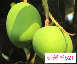 梦见青芒果挂在树上