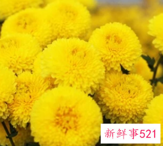 黄色菊花茶的好处