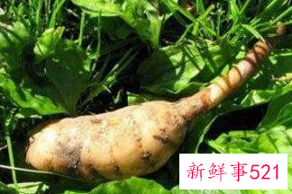 天麻的正确食用方法时间