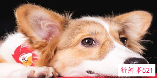 属狗的运势和财运