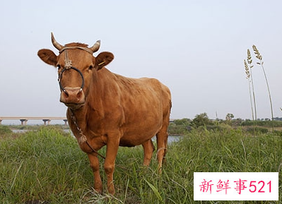 梦见路两边有牛是什么寓意