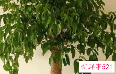 哪种花辟邪和招财