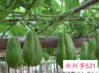 吃佛手瓜的禁忌