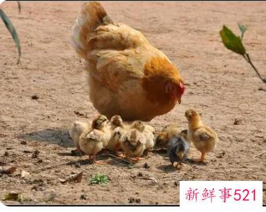梦见母鸡吃小鸡是什么意思