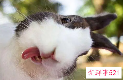 属兔女孩名字洋气