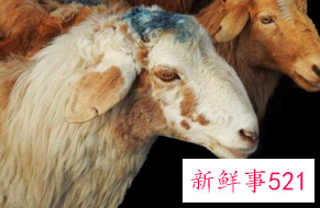 91年什么时候开始大劫年