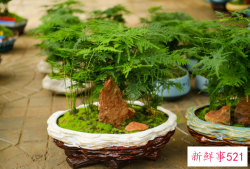 文竹的特点及饲养关键