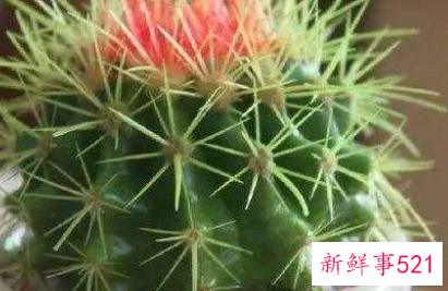 哪种花辟邪和招财