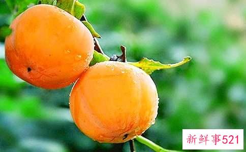 哺乳期吃柿子要注意什么