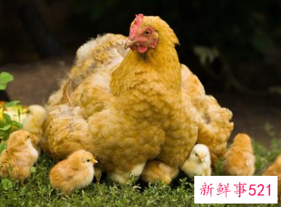梦见母鸡吃小鸡是什么意思