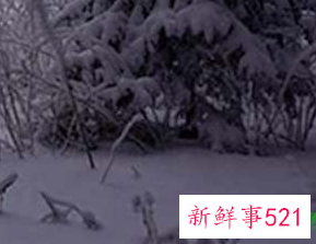 二十四节气小雪主题活动
