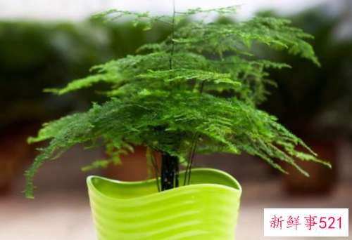 文竹的特点及饲养关键