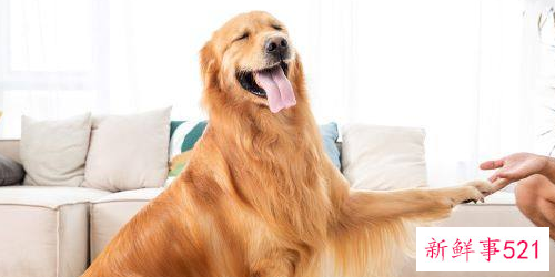 属狗的运势和财运