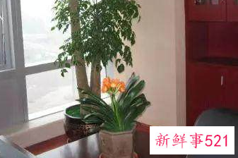 哪种花辟邪和招财