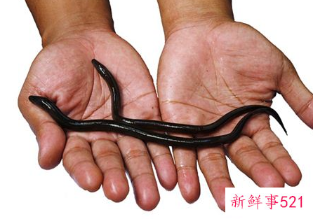 梦见黄鳝是什么意思呢