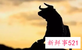 生肖牛的办公室应该怎样布局风水会好