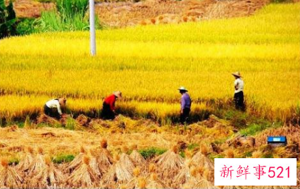 2021年秋收在什么时候