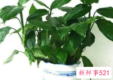 哪种花辟邪和招财