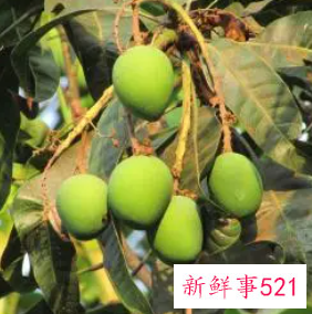 梦见青芒果挂在树上