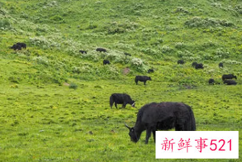 怀孕梦见黑牛是什么意思