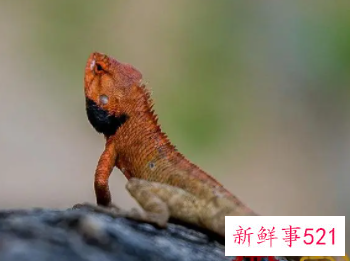 梦见蛇和蜥蜴是什么意思