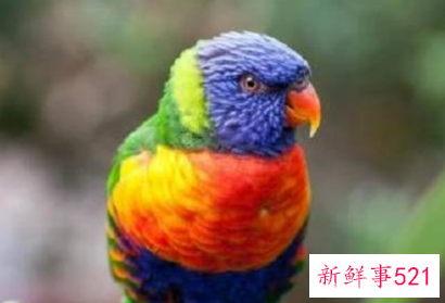 适合室内养的50种动物便宜