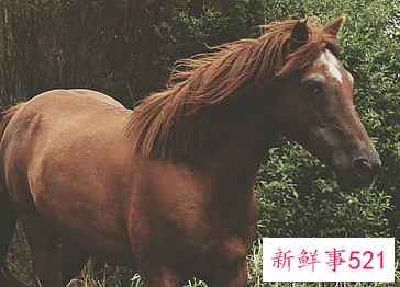 属马的开店朝哪个方向最好