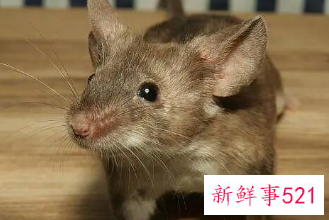 梦见老鼠咬我寓意