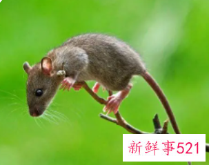 梦见老鼠咬我寓意