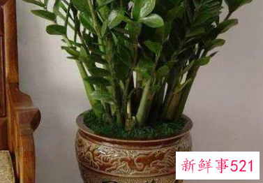 哪种花辟邪和招财