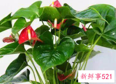 哪种花辟邪和招财