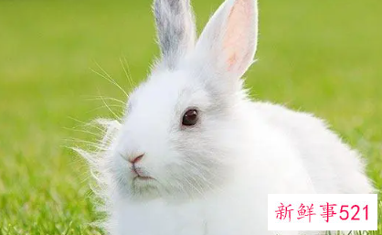 属兔女孩名字洋气