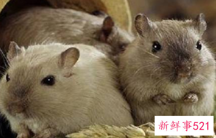 适合室内养的50种动物便宜