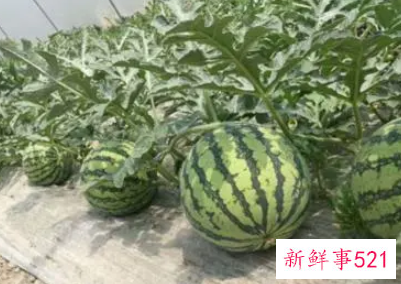 如何把西瓜变成花肥