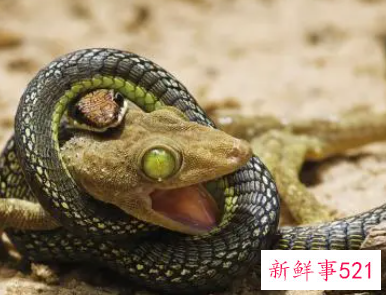 梦见蛇和蜥蜴是什么意思