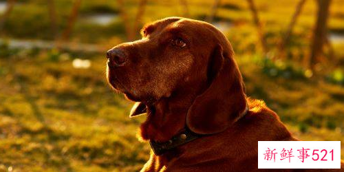 属狗的运势和财运