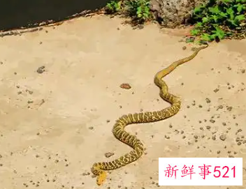 让属蛇人更爱你的秘诀