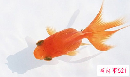 家里养什么鱼旺财运