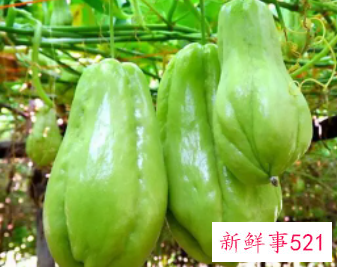 吃佛手瓜的禁忌